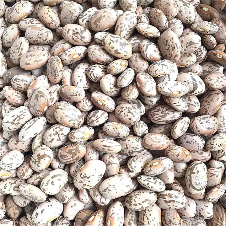 Pinto beans — bulk export from Tanzania