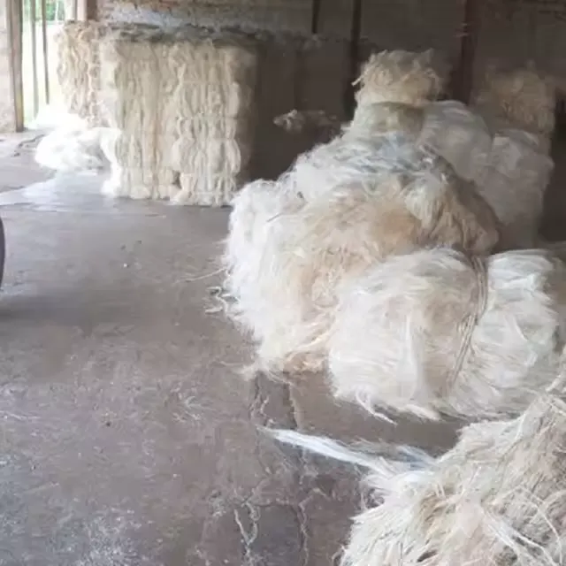 Sisal fibre