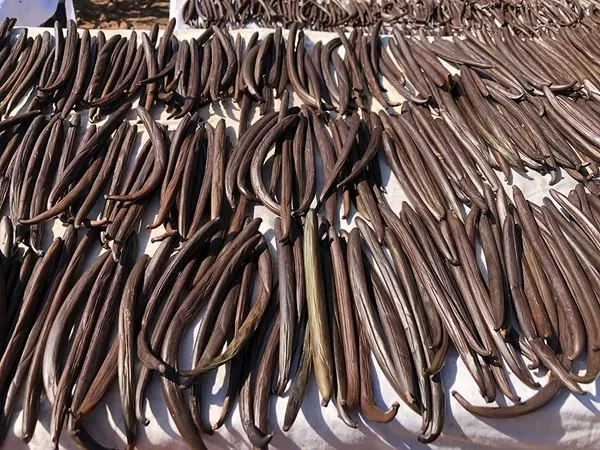 Vanilla Beans