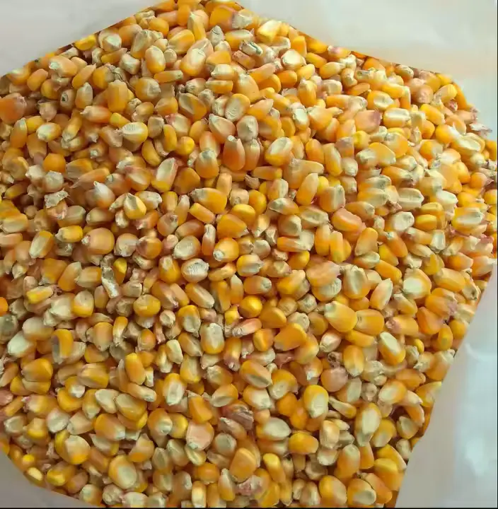 Grains — bulk export from Tanzania